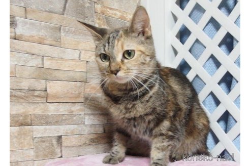 販売中のマンチカンの親猫